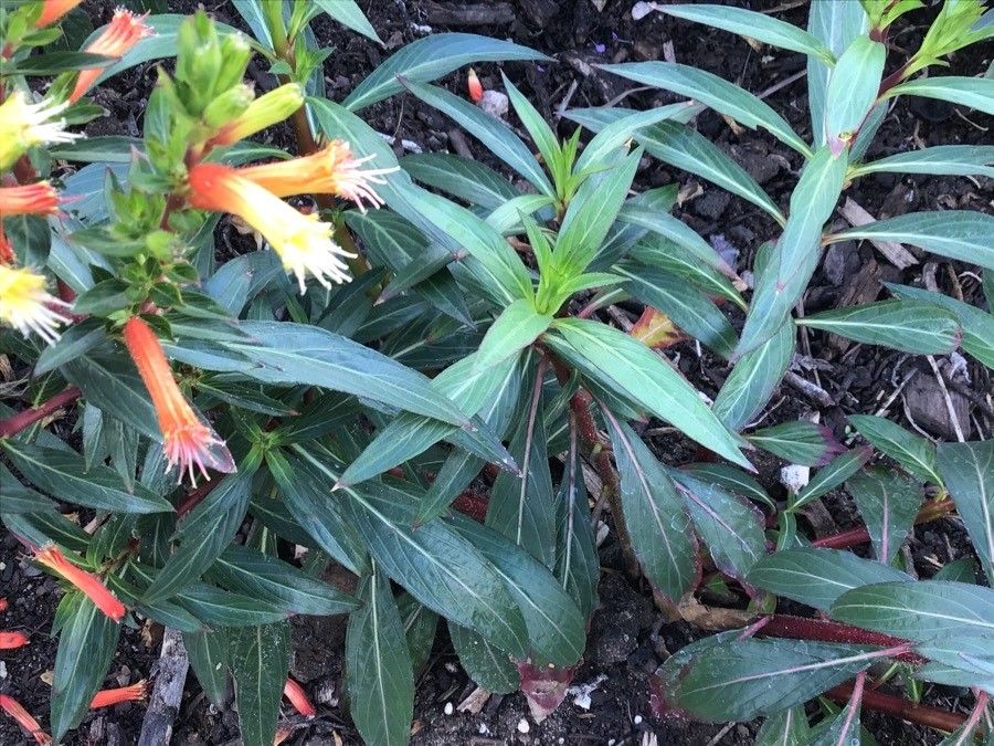 Cuphea melvilla — search result for 'Cuphea'