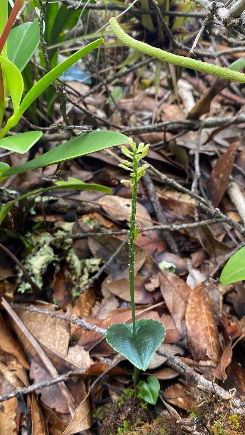 Malaxis maianthemifolia — search result for 'Malaxis'