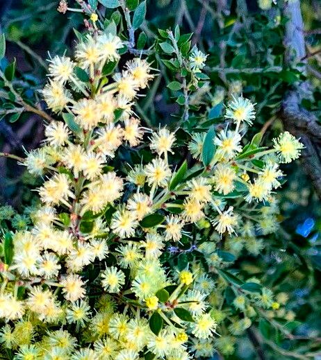 Acacia howittii — houseplant care guide