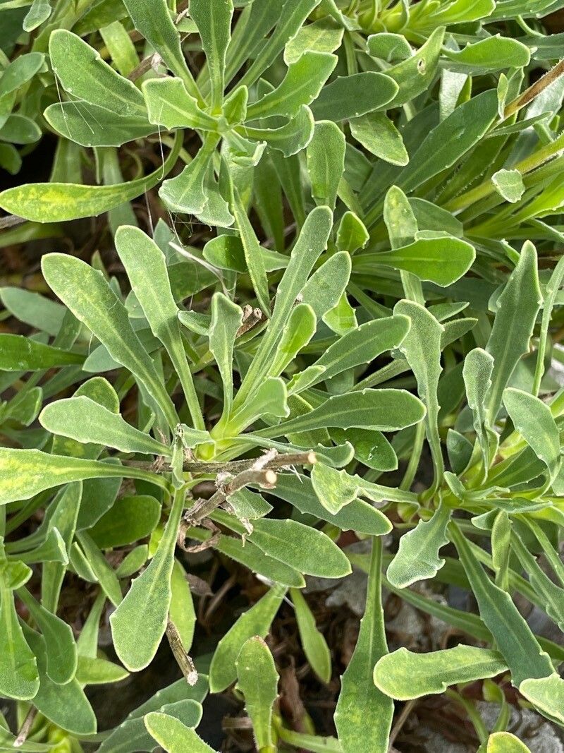 Osteospermum jucundum leaf