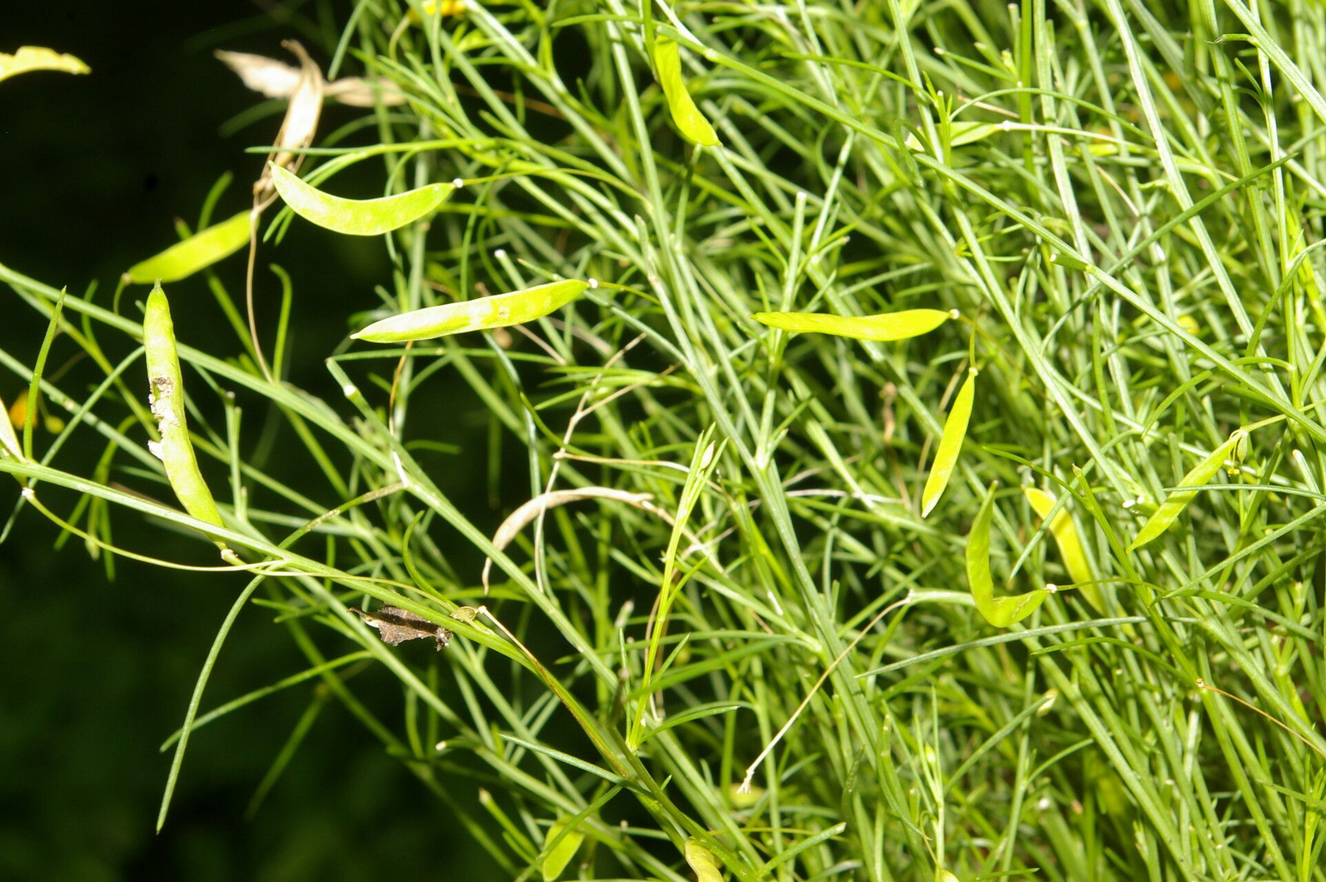 Cleome guianensis habit