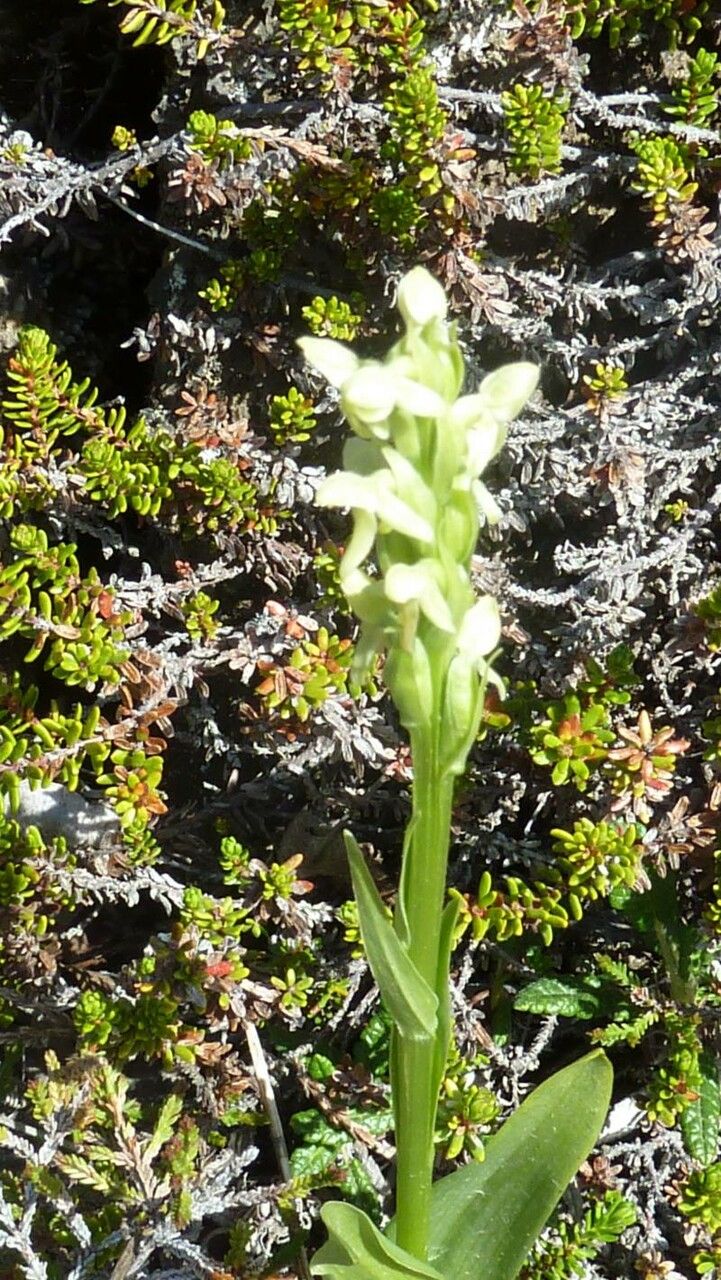 Platanthera hyperborea flower