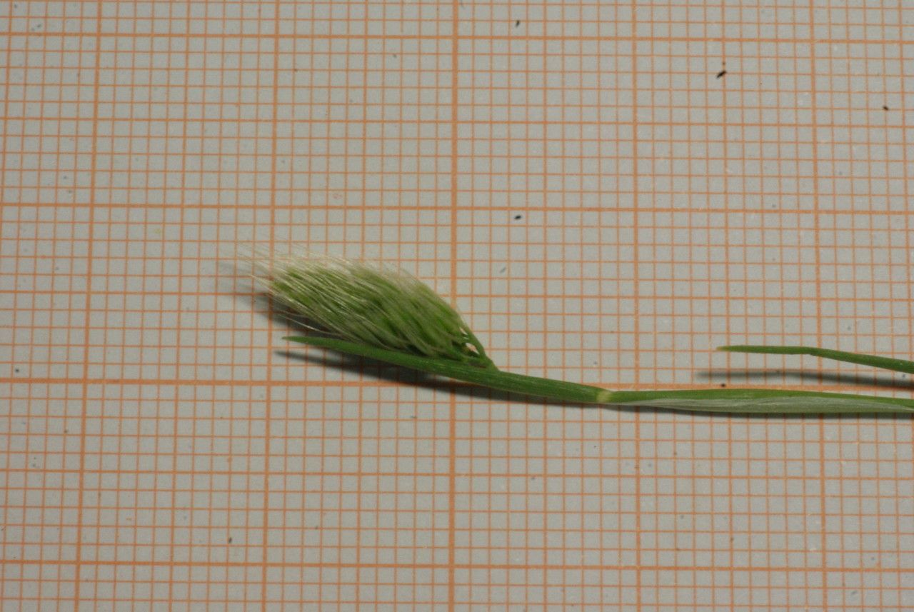 Cynosurus elegans — search result for 'Turkmenistan'