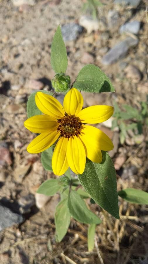Helianthus bolanderi — houseplant care guide