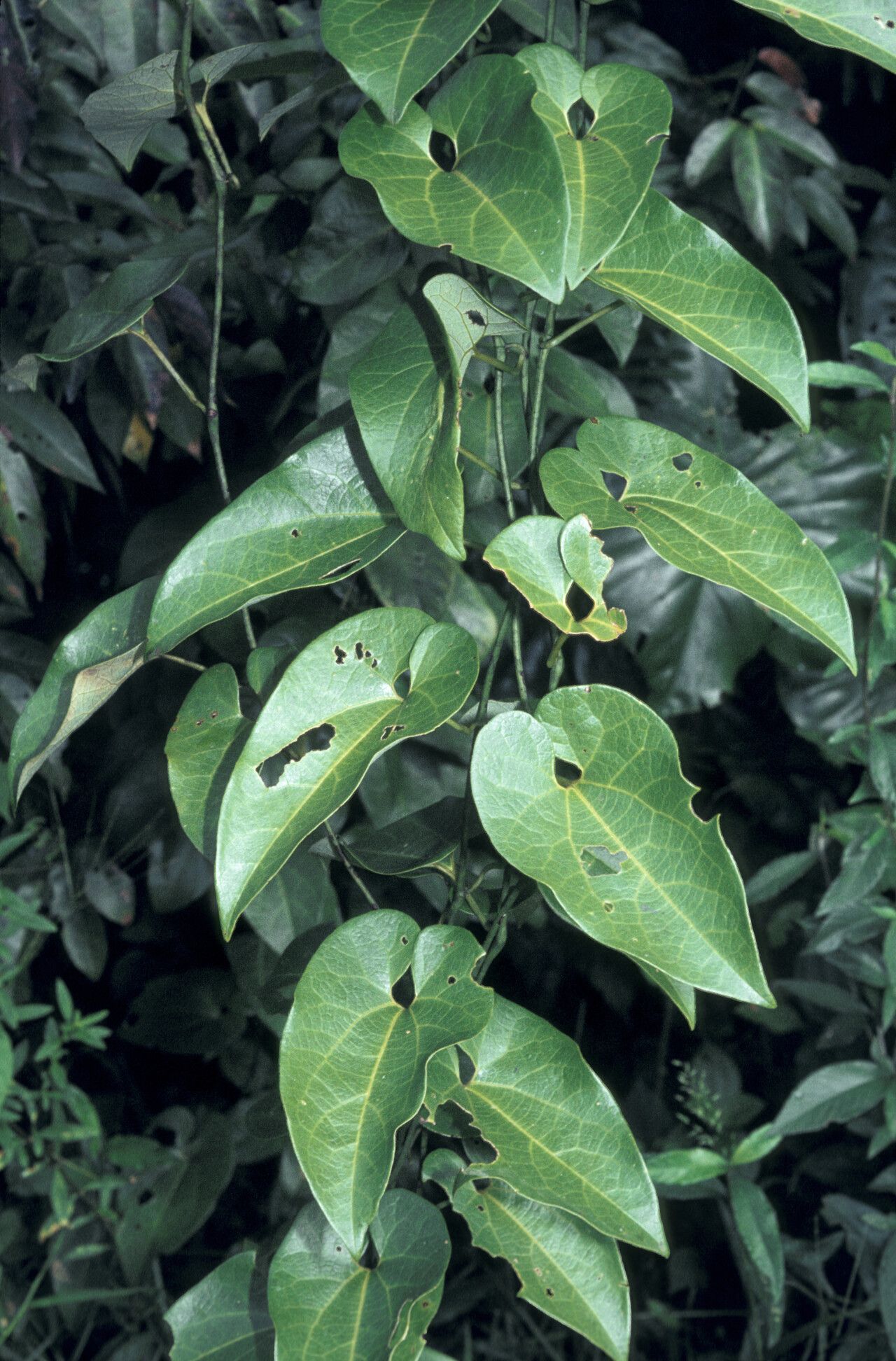 Aristolochia leprieurii leaf