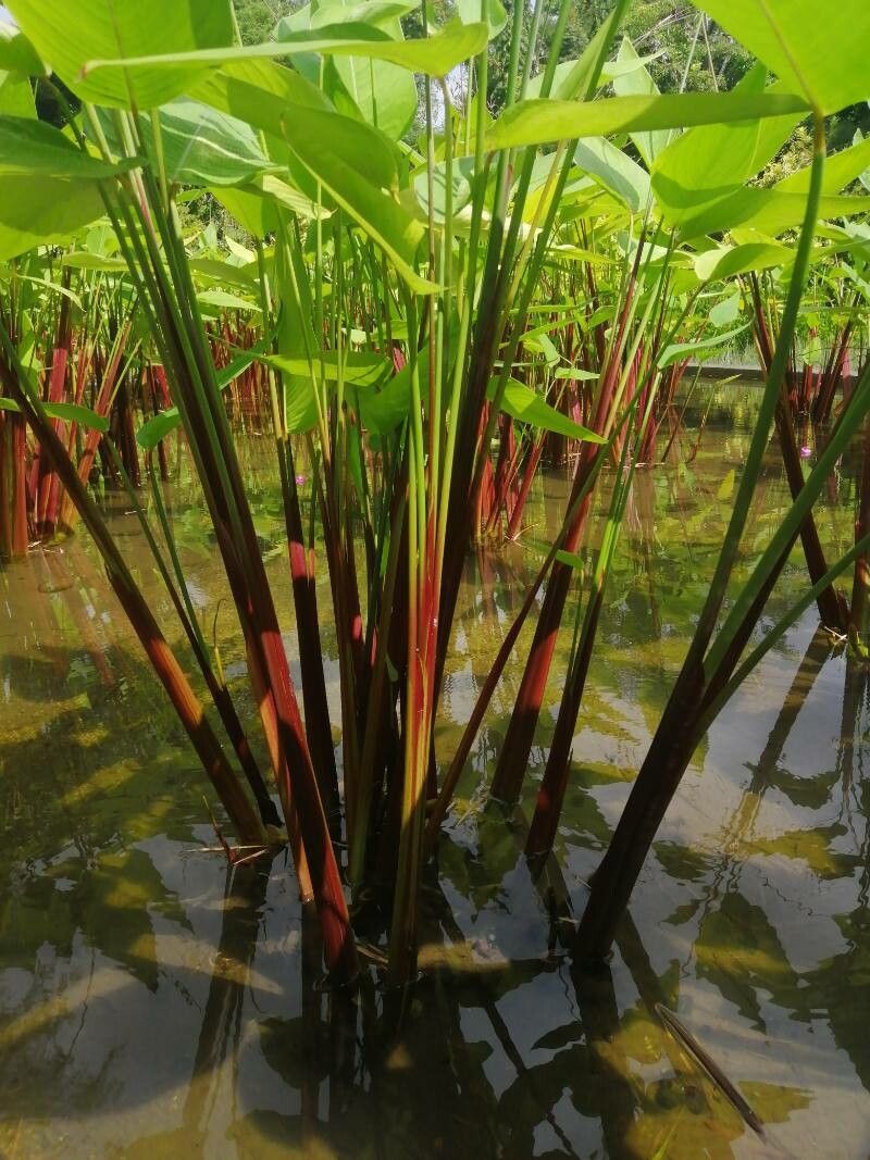 Thalia geniculata bark