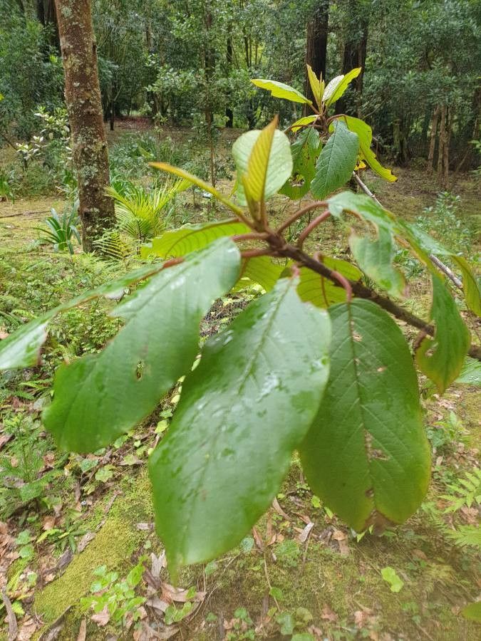 Frangula azorica leaf