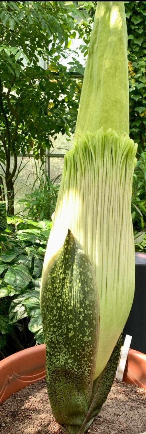 Amorphophallus titanum fruit