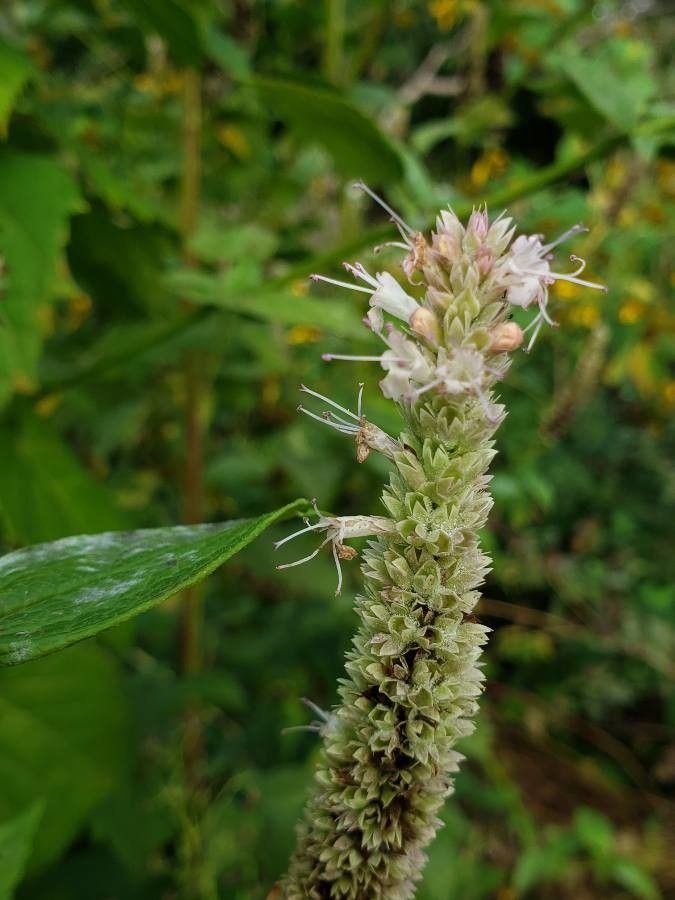 Agastache scrophulariifolia flower