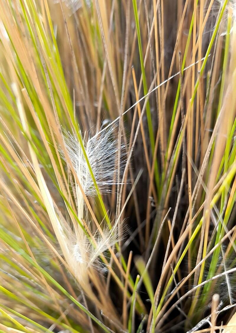 Stipa speciosa — search result for 'Stipa'