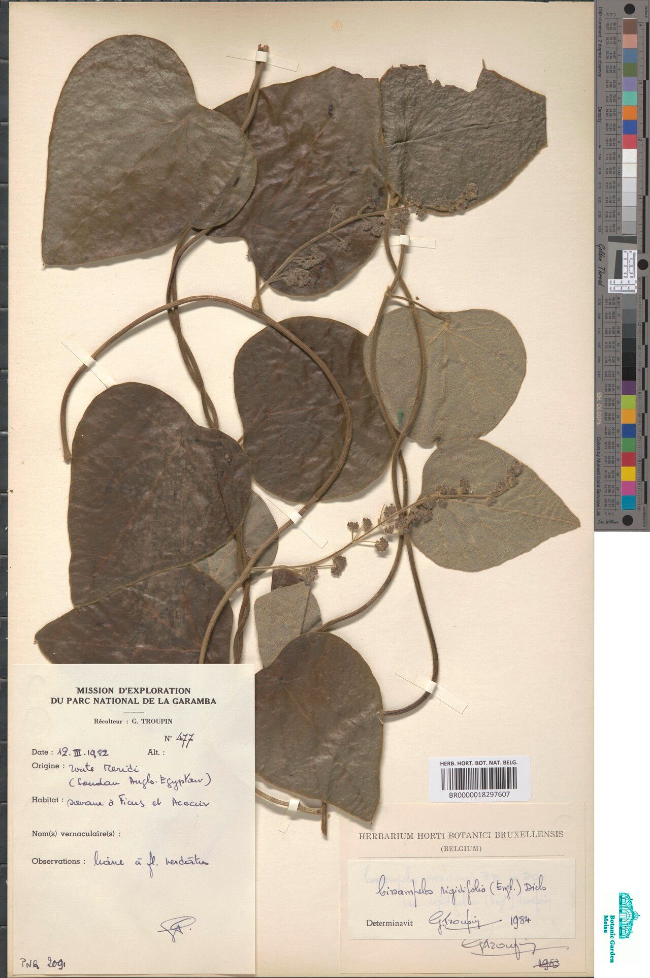 Cissampelos rigidifolia — houseplant care guide