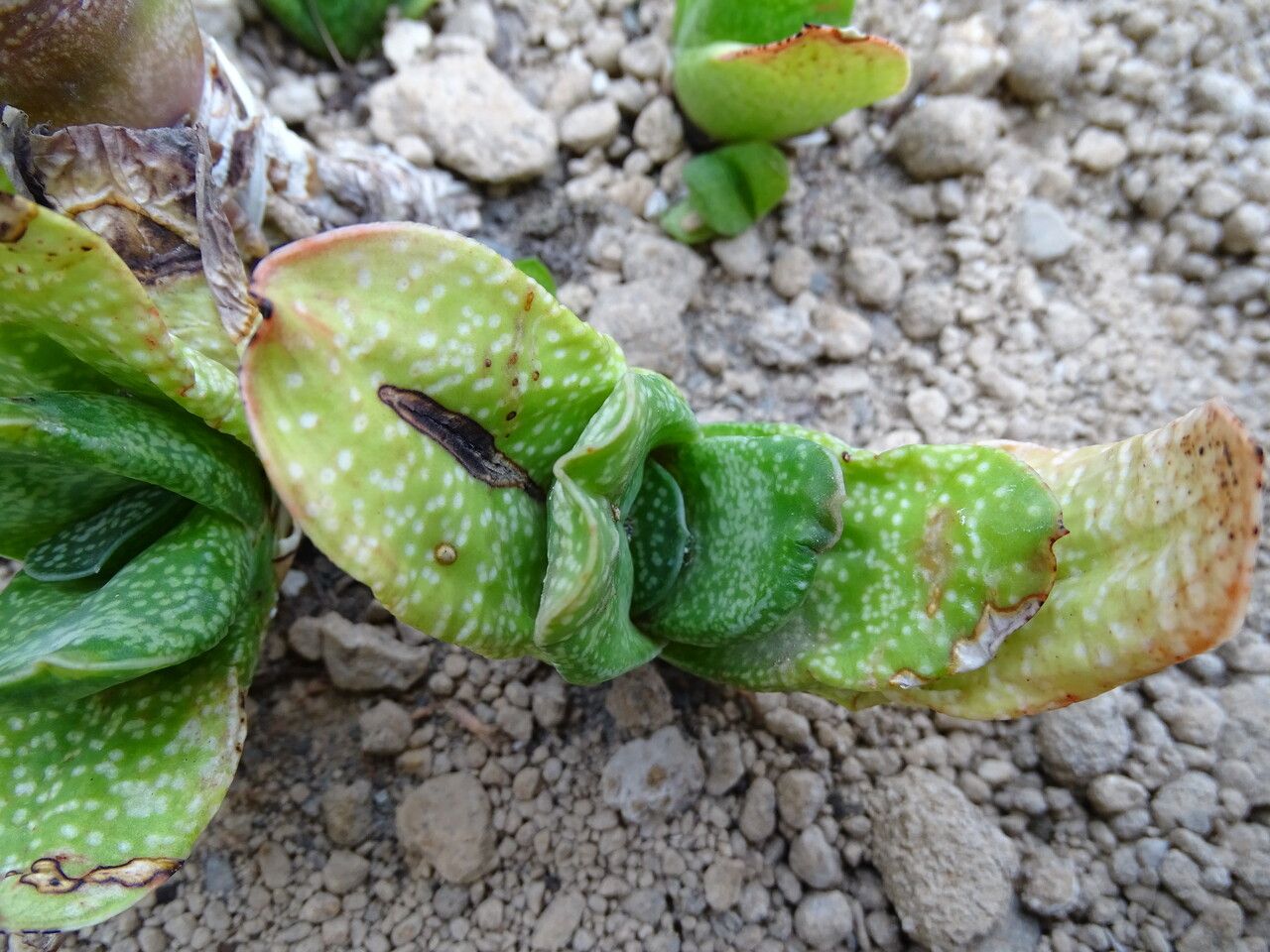 Gasteria brachyphylla habit