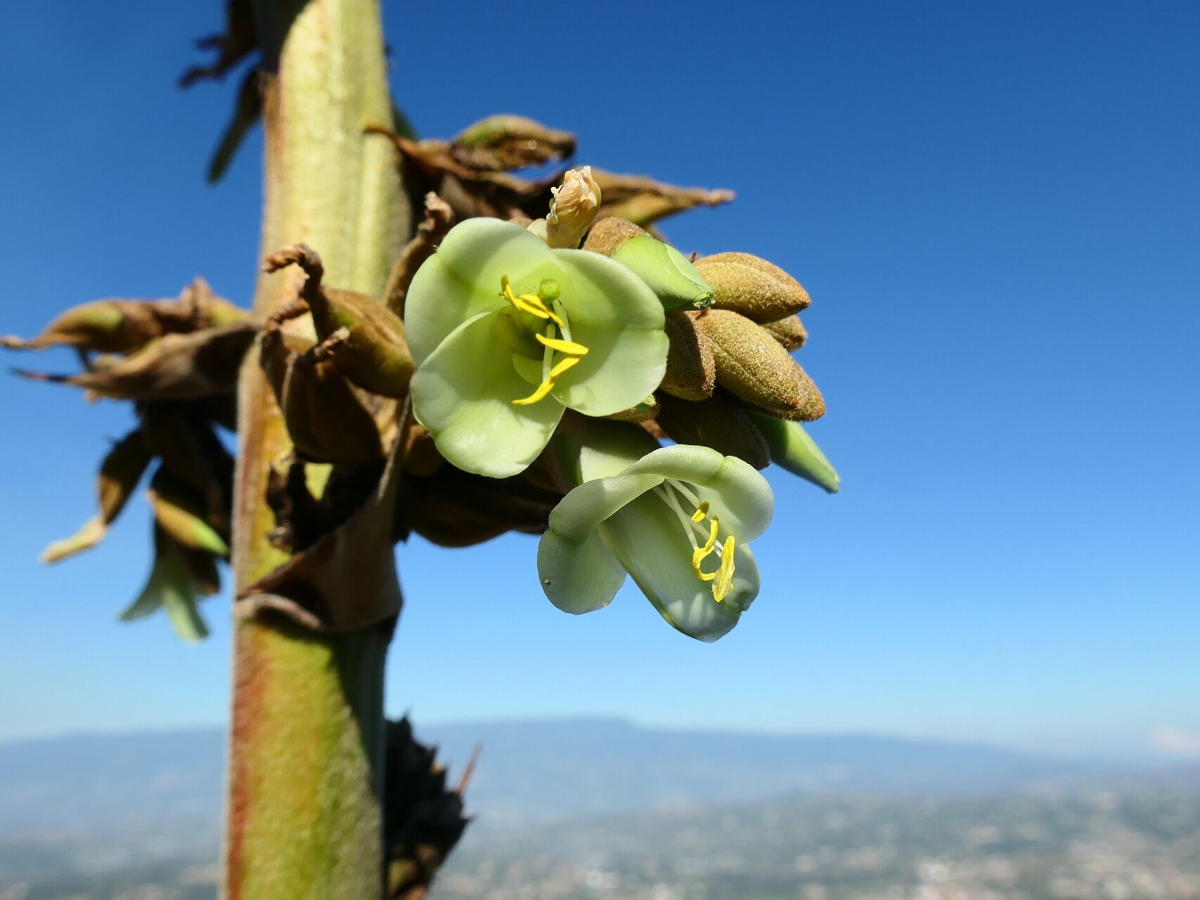 Puya bicolor flower