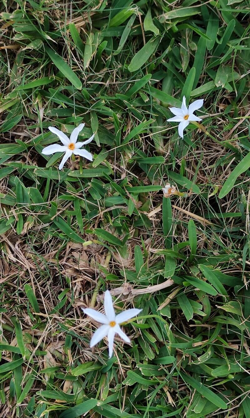 Narcissus serotinus habit