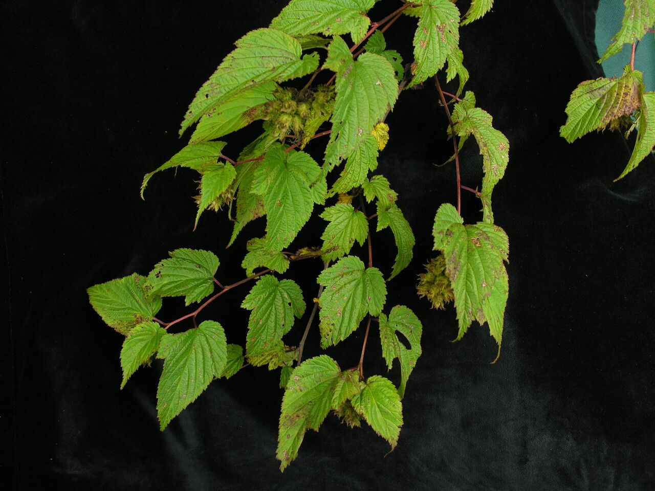 Neillia rubiflora — related species from the same genus