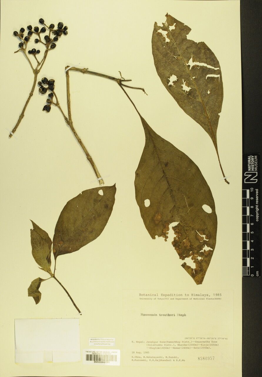 Mussaenda treutleri other