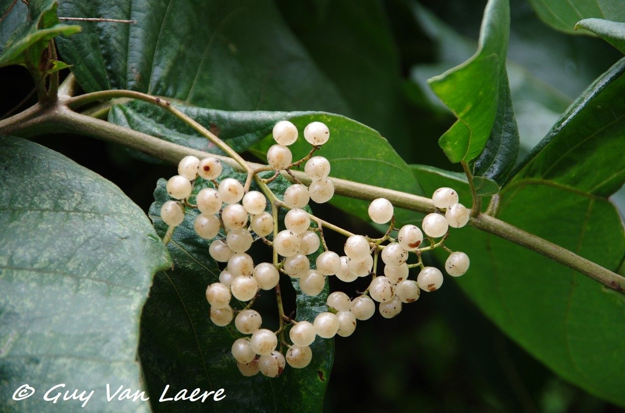 Cordia sulcata flower