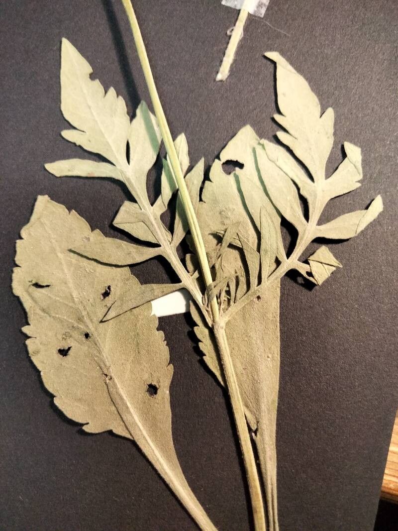 Knautia subscaposa leaf