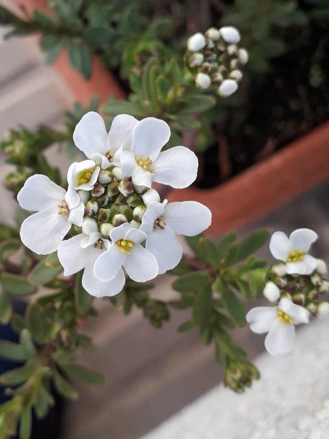 Iberis semperflorens flower