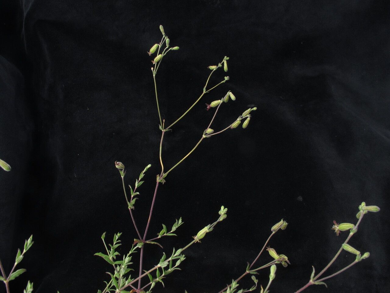 Silene kumaonensis habit