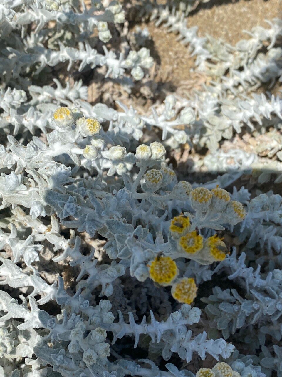 Otanthus maritimus flower