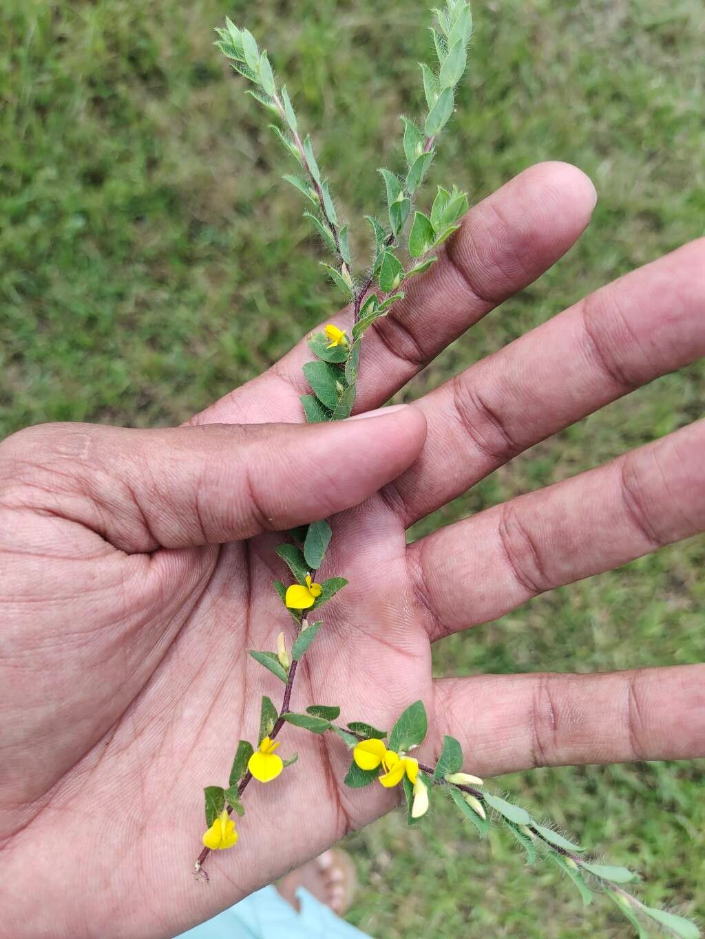 Crotalaria hebecarpa flower
