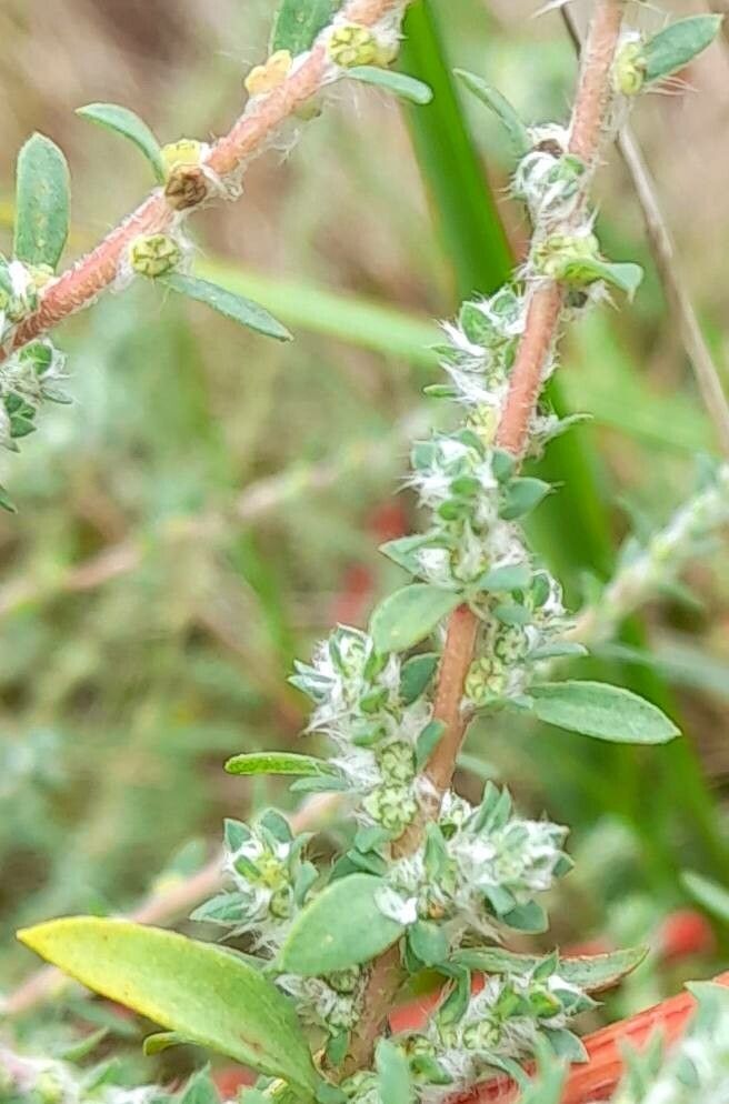 Bassia hyssopifolia flower