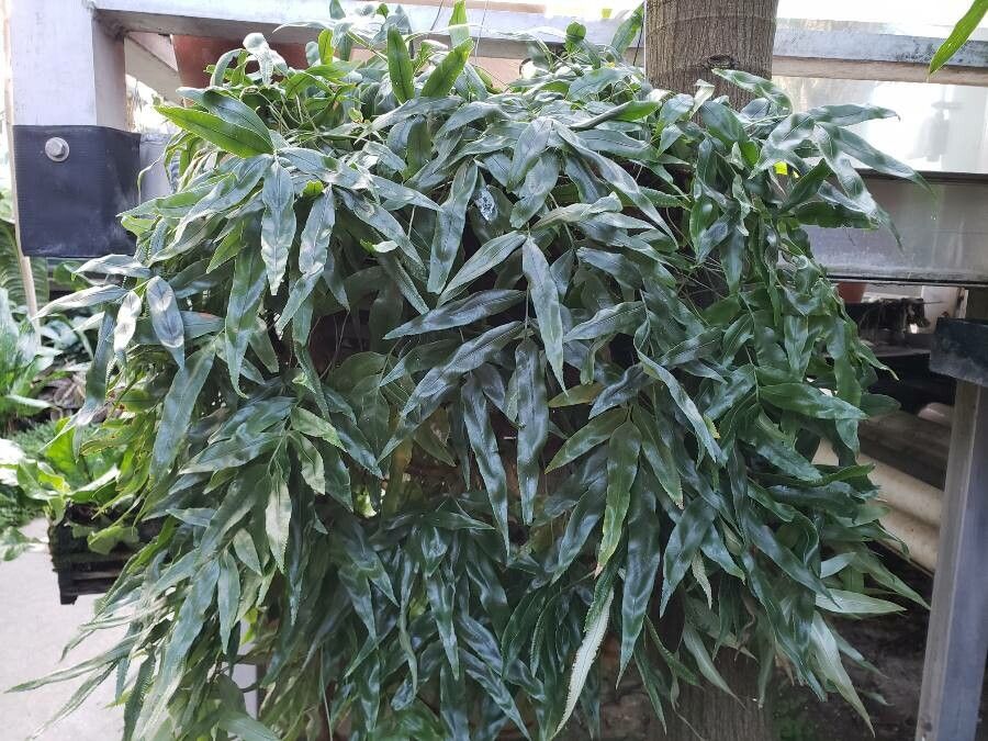 Davallia pentaphylla habit