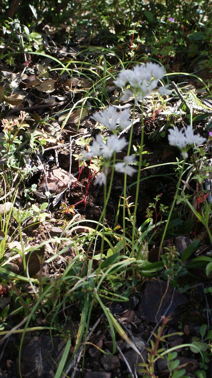 Allium massaessylum habit