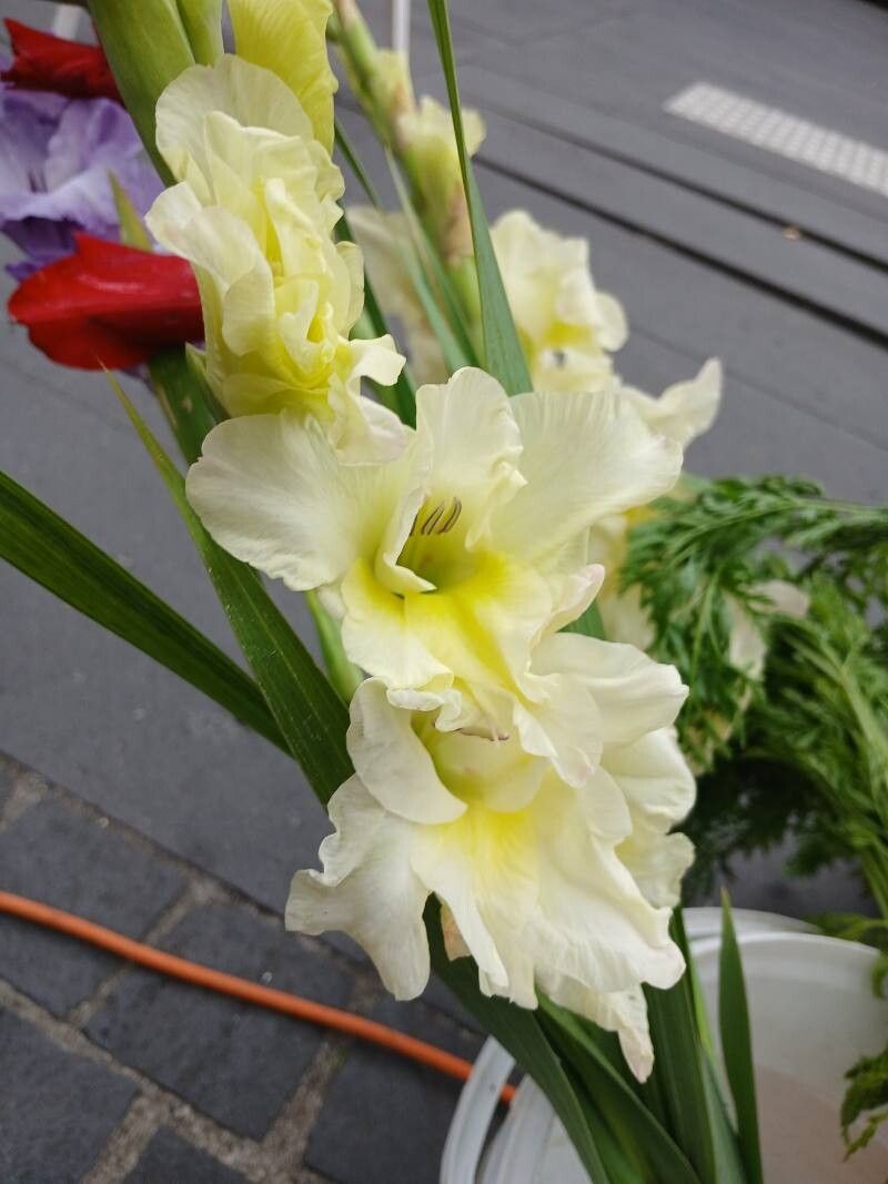 Gladiolus × hybridus flower