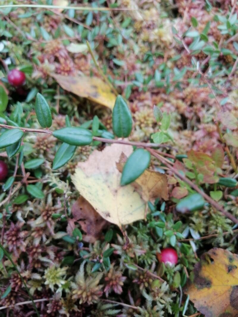 Vaccinium oxycoccos — search result for 'Widespread throughout Europe'