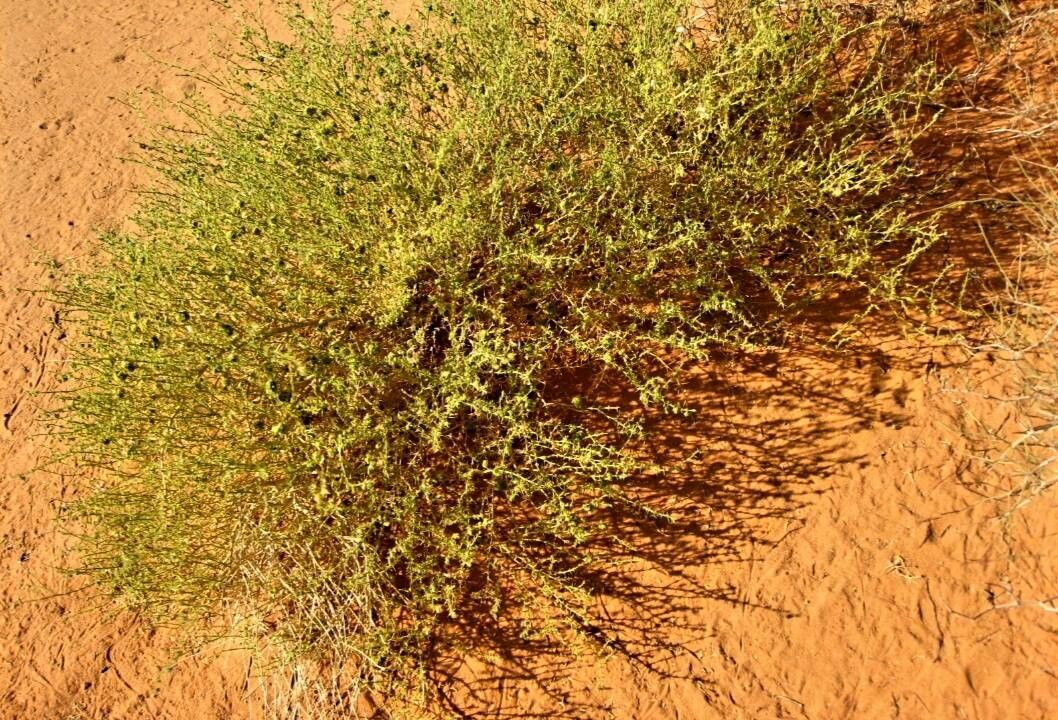 Fagonia laevis habit