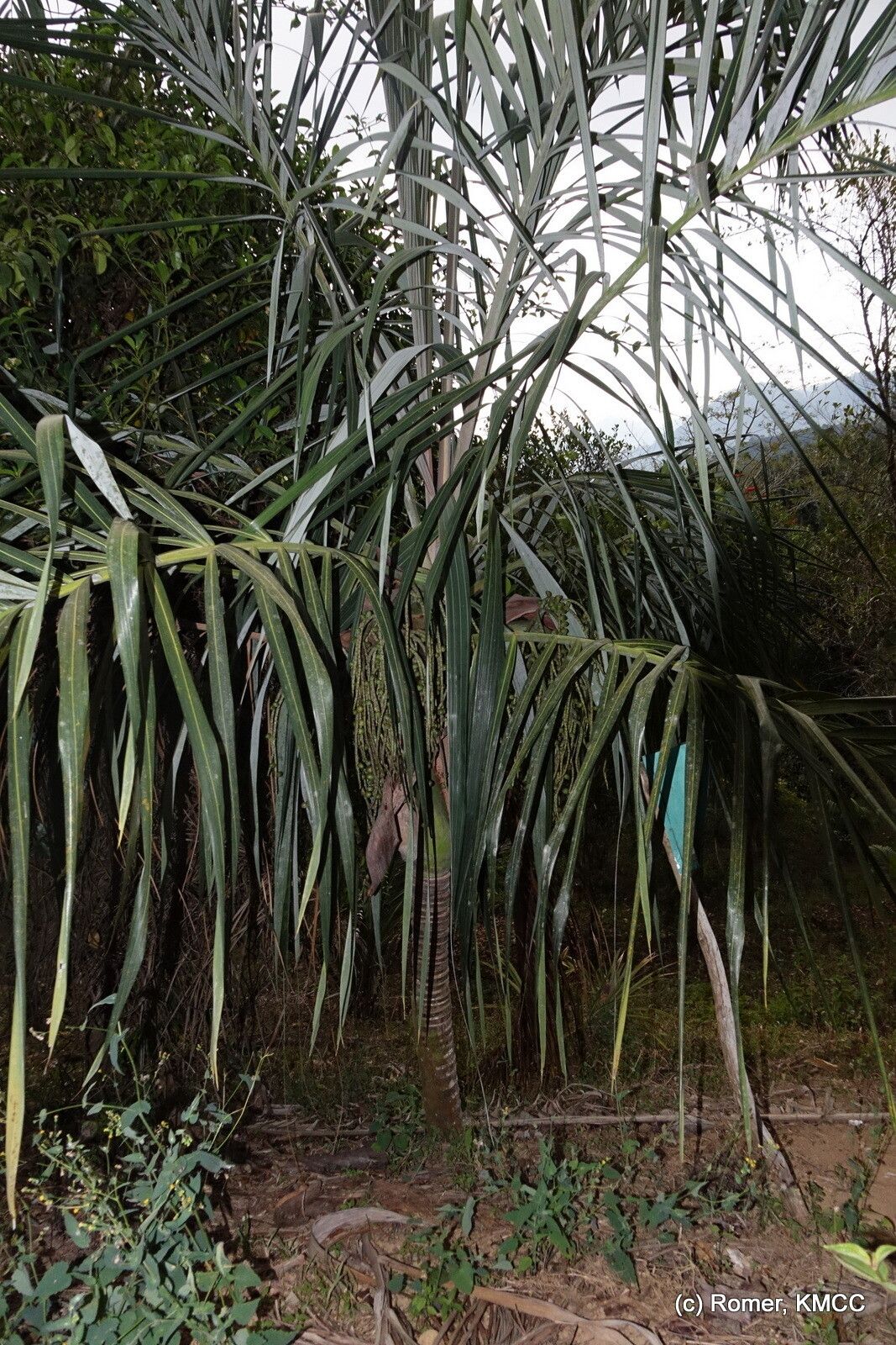Dypsis basilonga — houseplant care guide