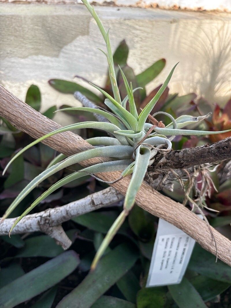 Tillandsia castellanii leaf
