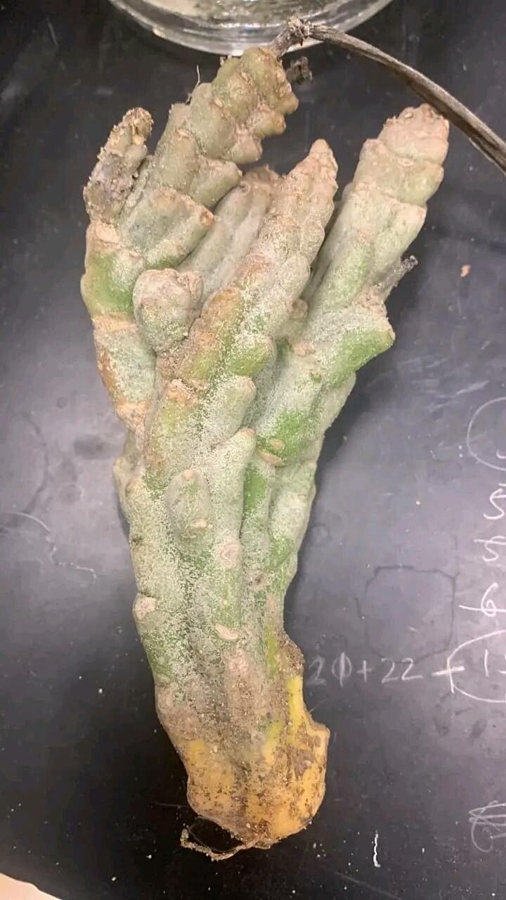 Caralluma petraea — houseplant care guide