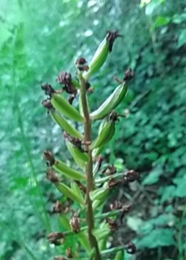 Orchis purpurea fruit