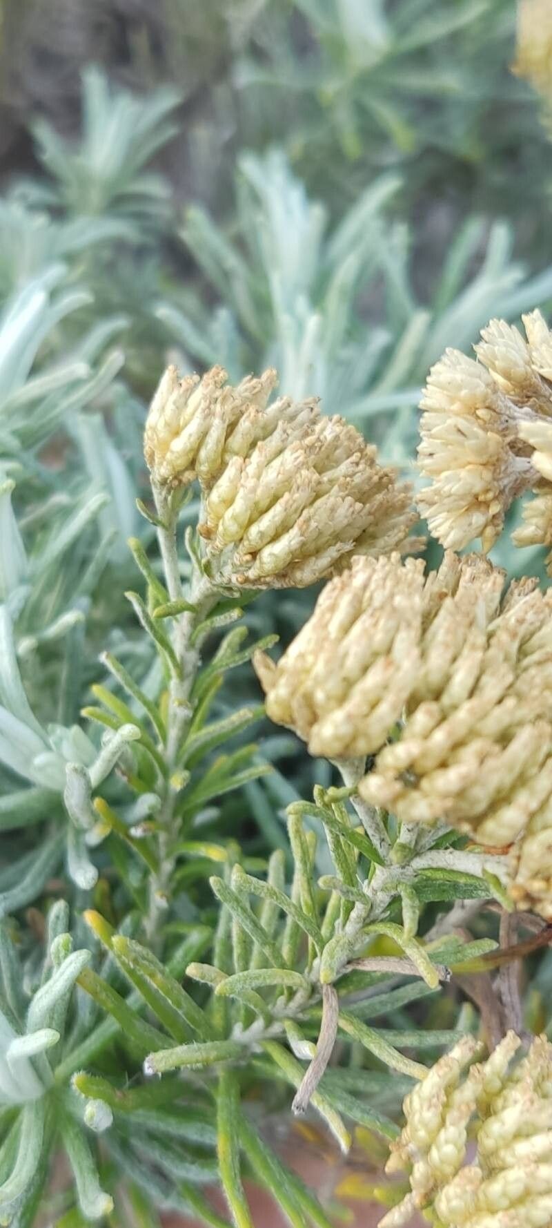 Helichrysum kraussii flower