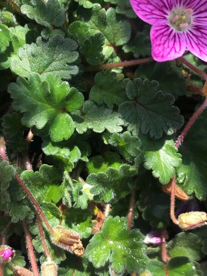 Erodium reichardii — search result for 'Erodium'