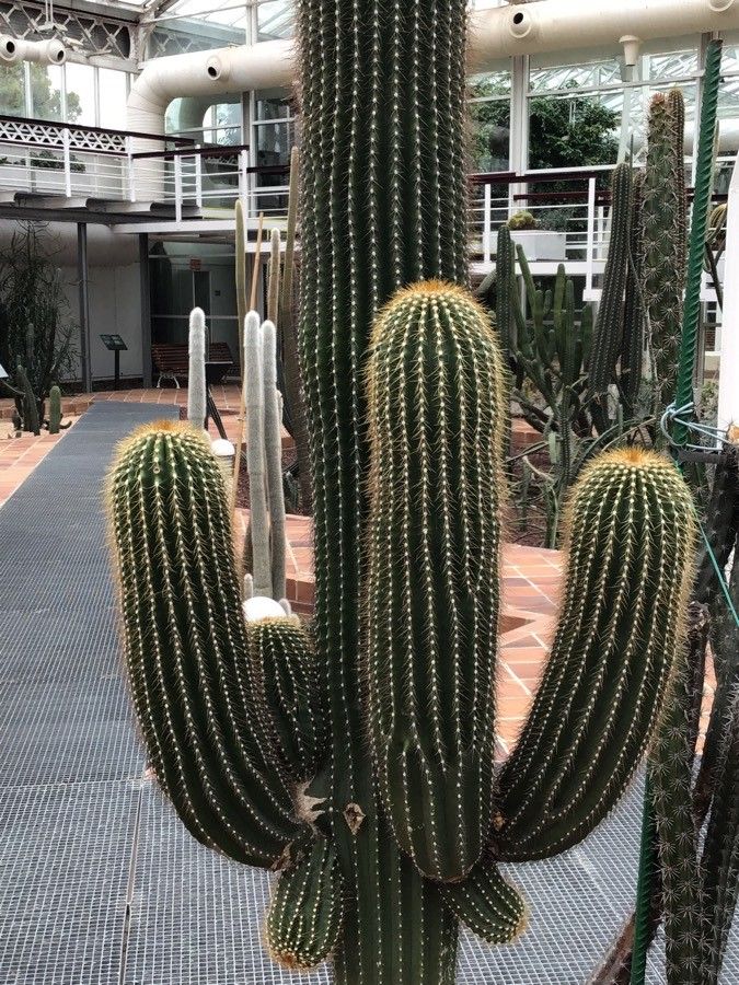 Neobuxbaumia polylopha — search result for 'Cactaceae'