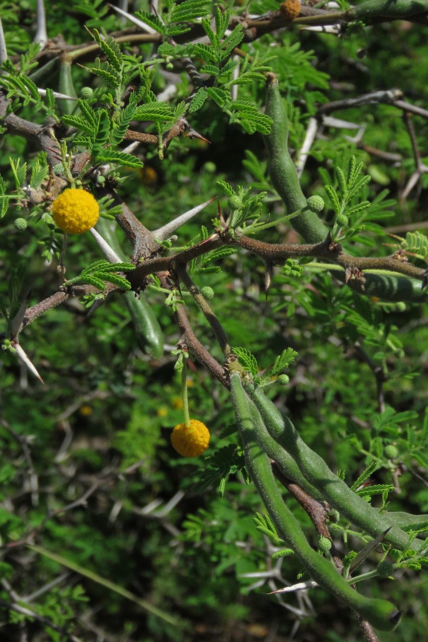 Vachellia tortuosa flower
