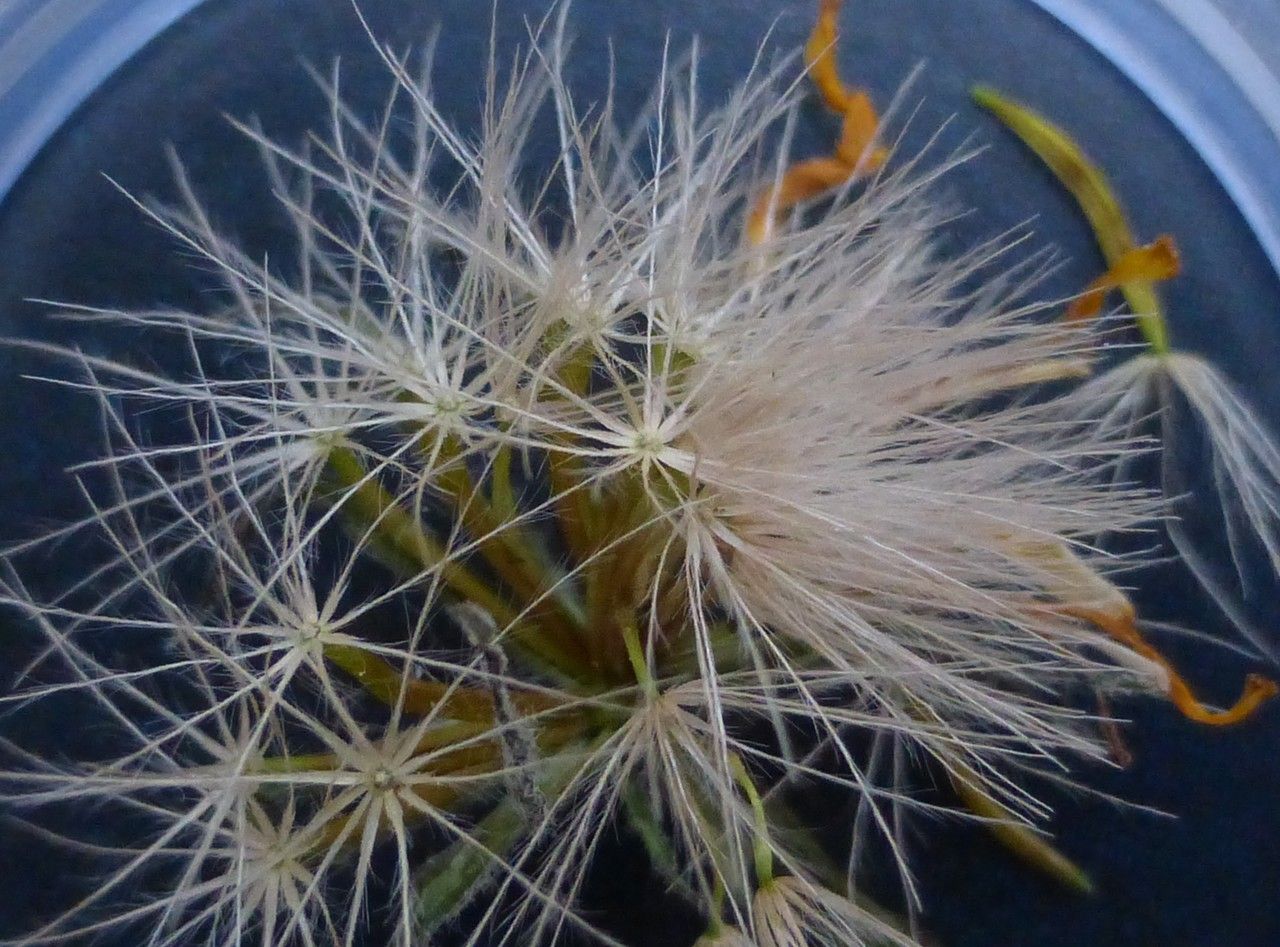 Scorzoneroides pyrenaica fruit