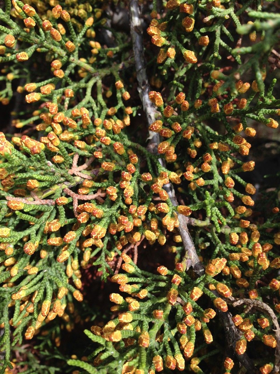Cupressus guadalupensis flower