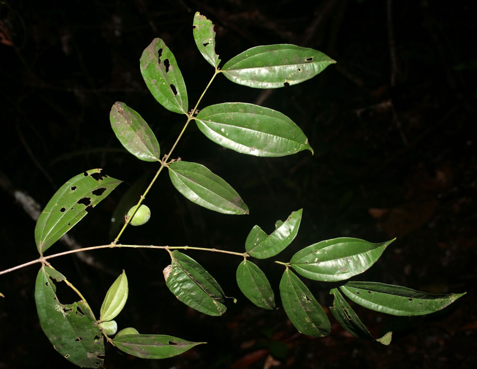 Strychnos cayennensis other