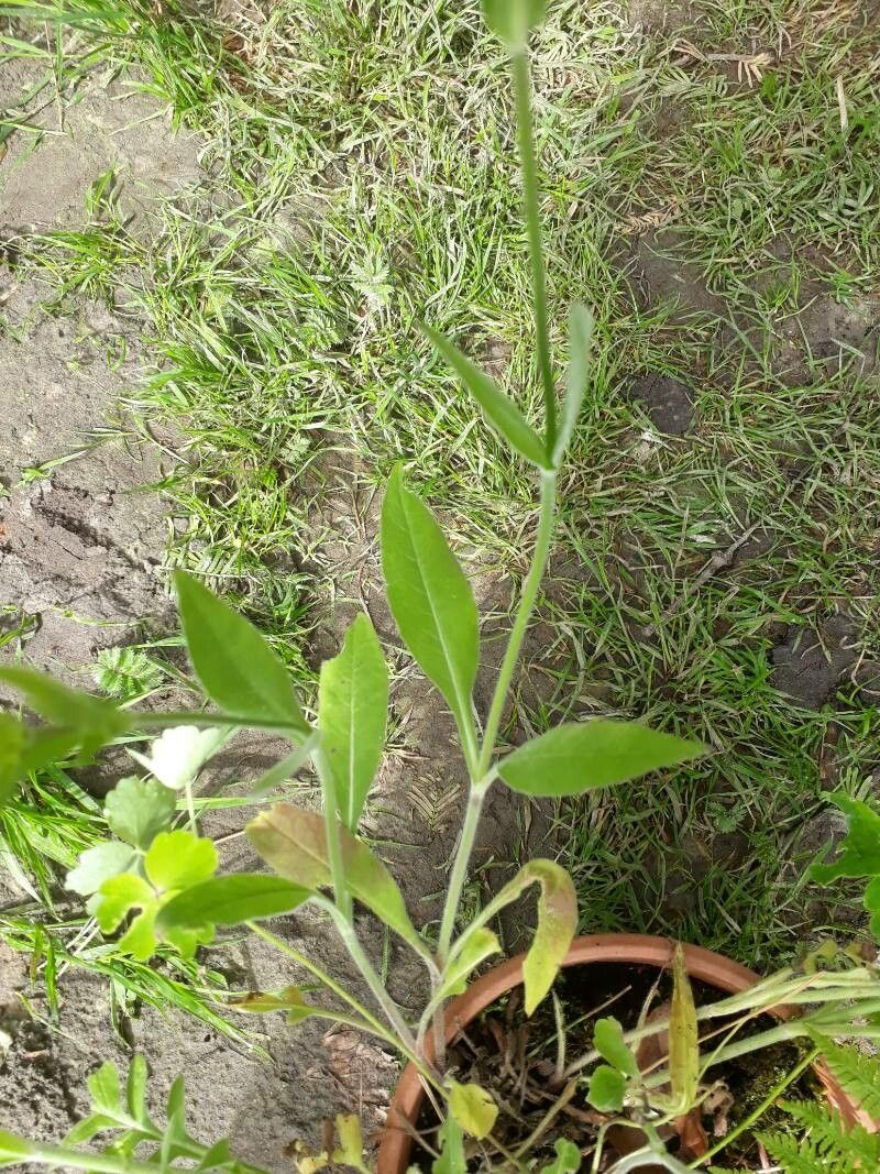 Knautia illyrica leaf