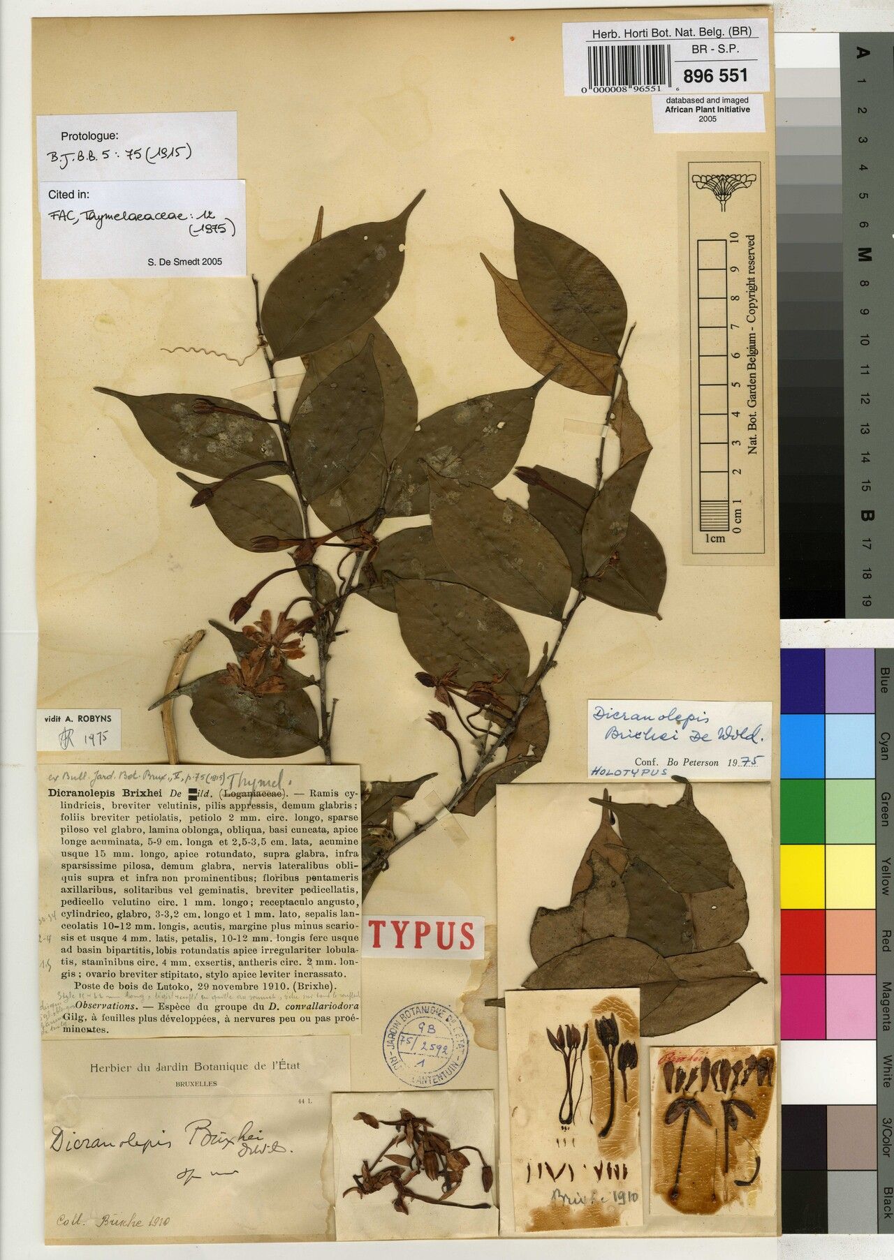 Dicranolepis brixhei — related species from the same genus