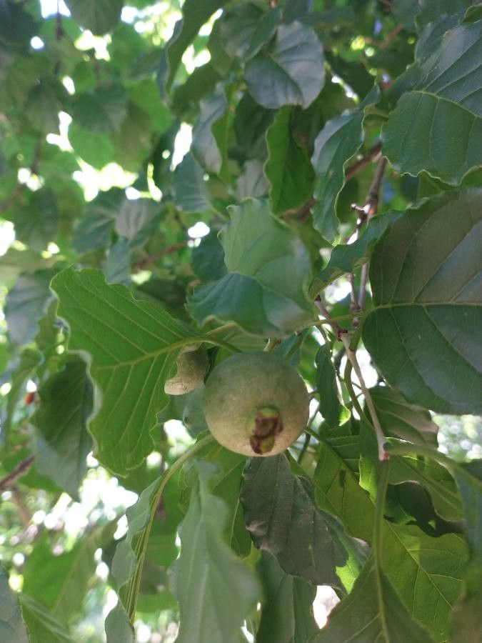 Campomanesia xanthocarpa fruit