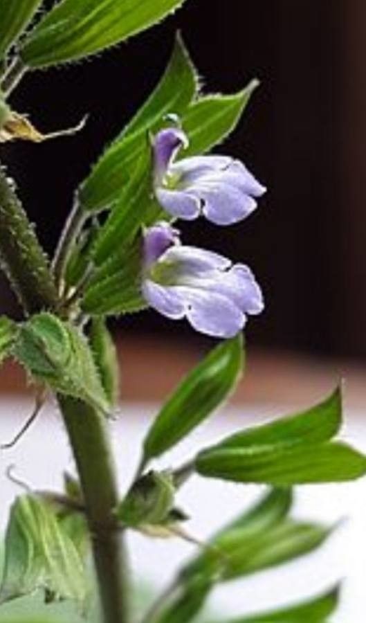 Salvia graciliramulosa — houseplant care guide