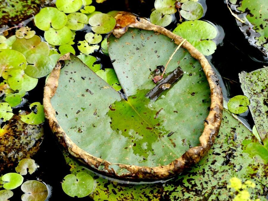 Victoria regia leaf