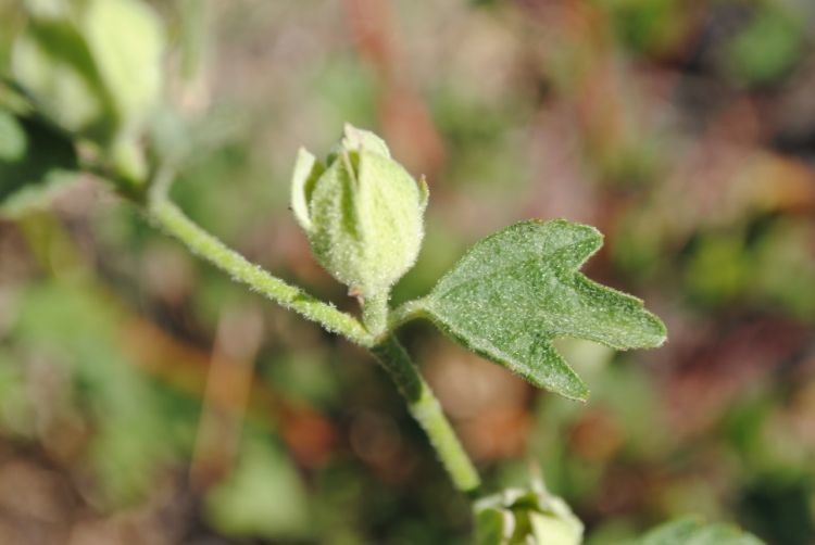 Iliamna bakeri fruit
