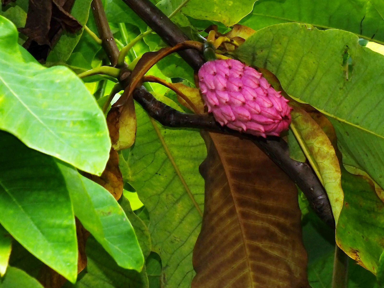 Magnolia tripetala fruit